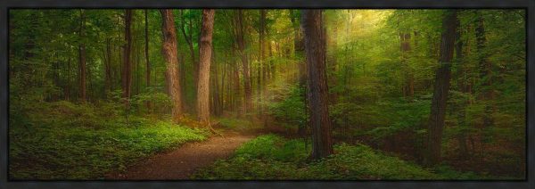 Sacred Grove Gallery Wrap Online Hot Sale